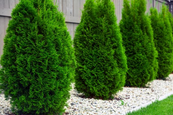Arborvitae Planting in Glen Burnie