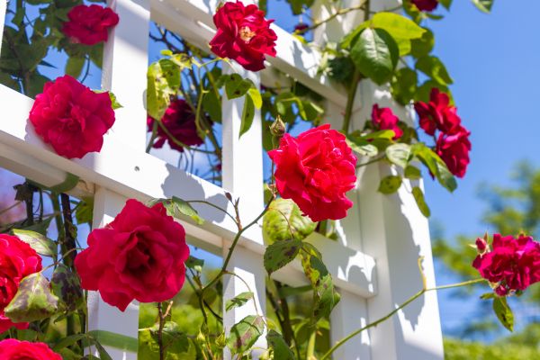 Home Gardening Service in Glen Burnie