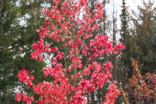 Japanese Maple Planting in Glen Burnie