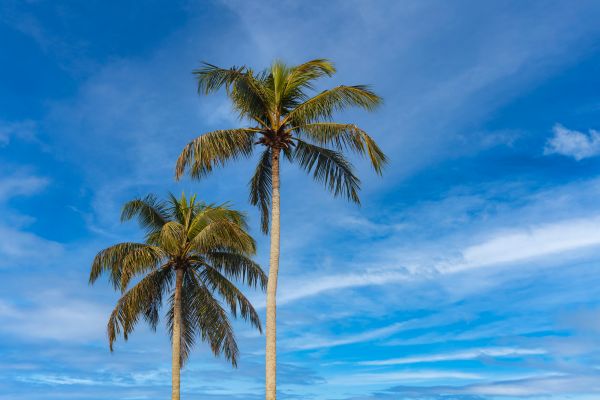 Palm Tree Planting in Glen Burnie