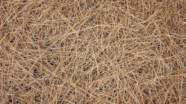 Pine Needles Delivery in Glen Burnie