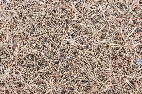Pine Straw Installation in Glen Burnie
