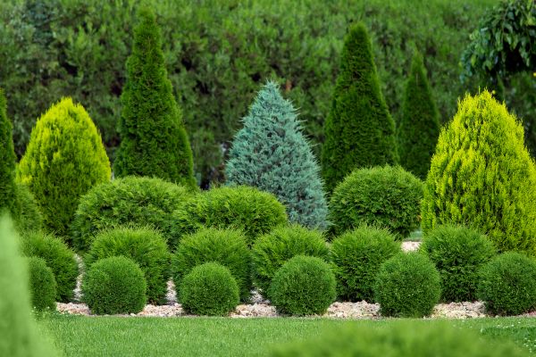 Shrub Replacement in Glen Burnie