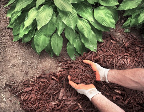 Shredded Mulch Service in Glen Burnie