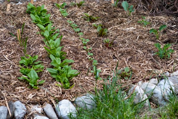 Mulch Service in Glen Burnie