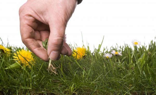 Lawn Weeding in Glen Burnie