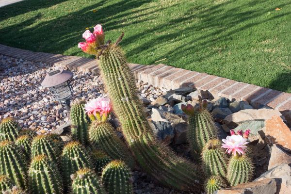 Desert Landscaping in Glen Burnie