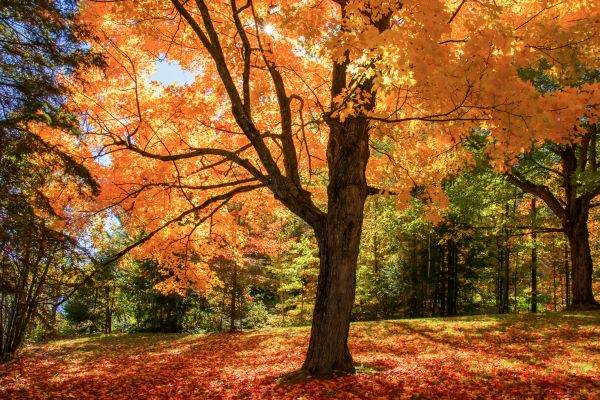 Maple Tree Planting in Glen Burnie
