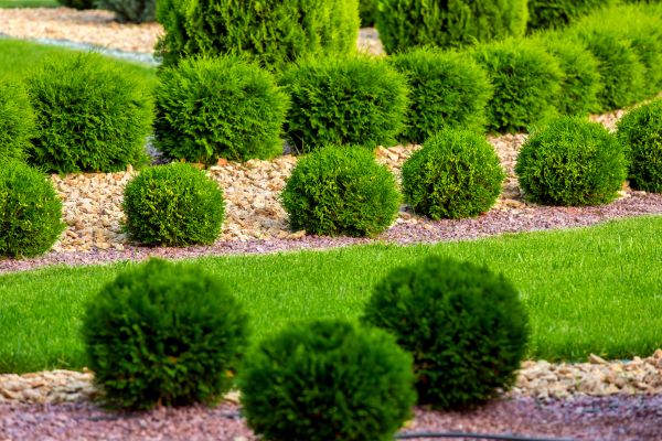 Bush Installation in Glen Burnie