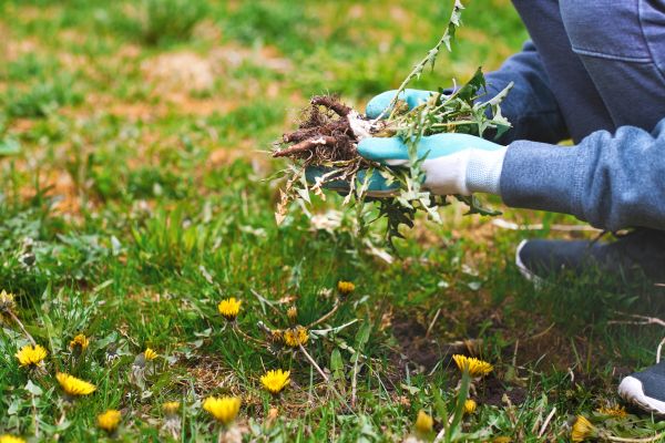 Flower Bed Clearing in Glen Burnie