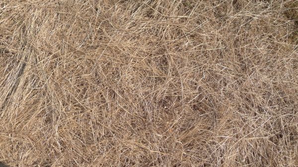 Pine Straw Replacement in Glen Burnie