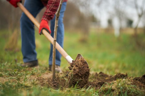 Trees Planting in Glen Burnie