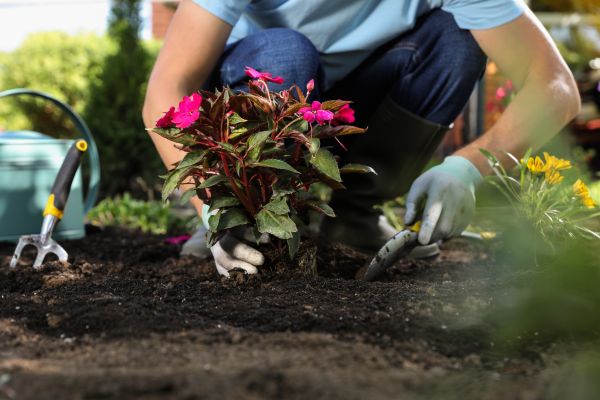 Plant Replacement in Glen Burnie