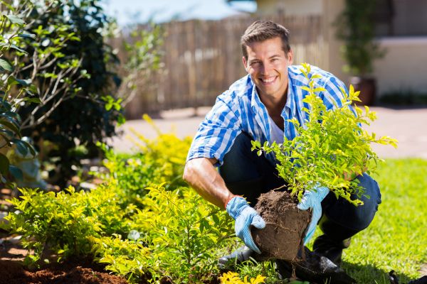Shrub Landscaping in Glen Burnie