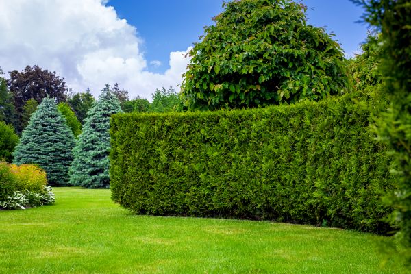 Hedge Landscaping in Glen Burnie