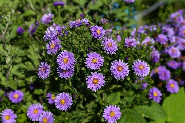 Perennial Flower Planting in Glen Burnie
