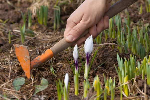 Flower Garden Weeding in Glen Burnie