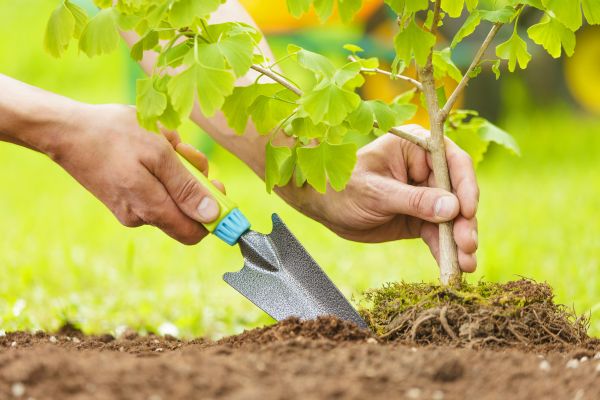 Fruit Tree Planting in Glen Burnie