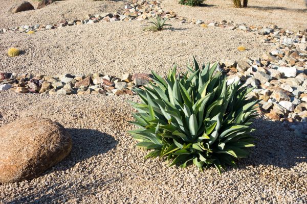 Xeriscaping Service in Glen Burnie