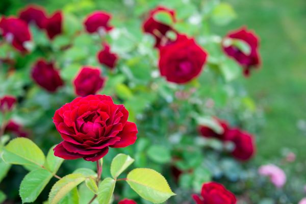 Rose Planting in Glen Burnie