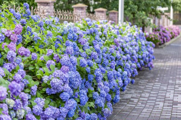 Hydrangea Landscaping in Glen Burnie