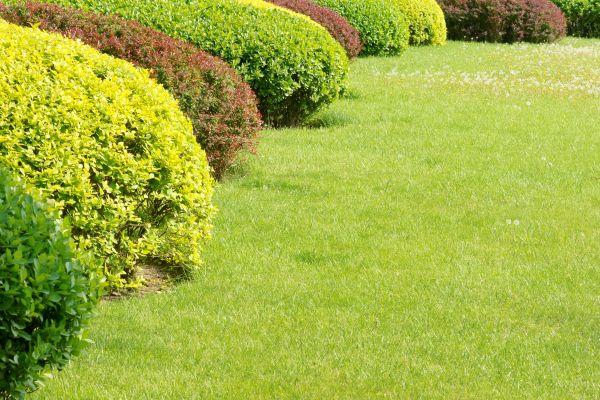 Shrubbery Planting in Glen Burnie