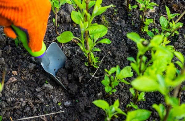 Hydrangea Planting in Glen Burnie