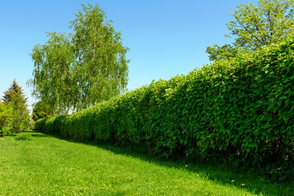 Hedge Replacement in Glen Burnie