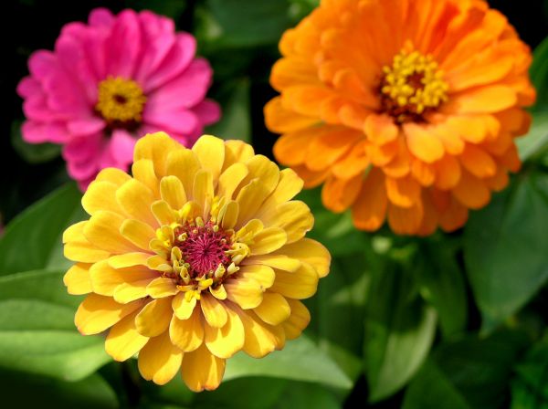 Zinnia Planting in Glen Burnie