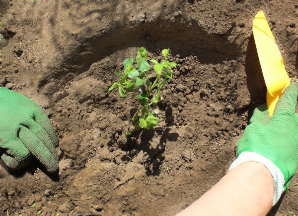 Rose Bush Planting in Glen Burnie