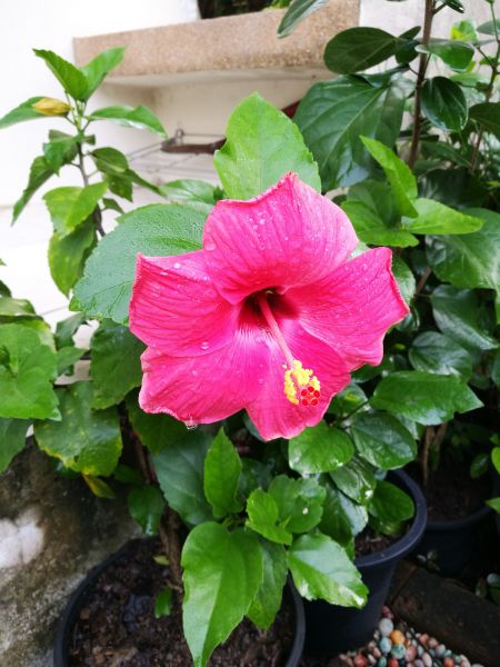 Hibiscus Planting in Glen Burnie