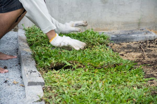 Ground Cover Planting in Glen Burnie