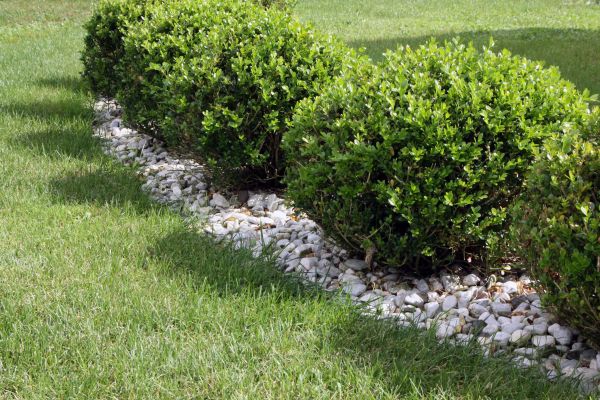 Boxwood Planting in Glen Burnie
