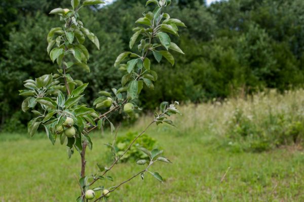 Apple Tree Planting in Glen Burnie